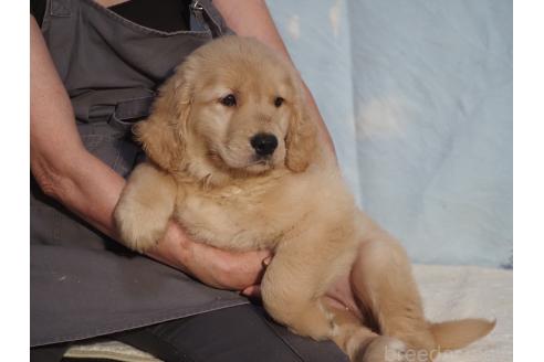 販売中の山梨県のゴールデンレトリーバー-393301の5枚目
